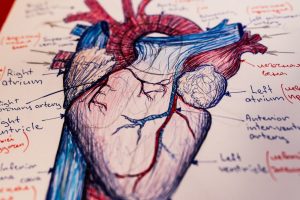 Drawing of the human heart with the different parts named