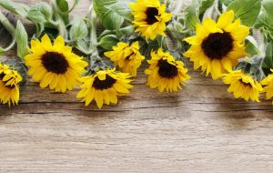 Sunflowers lying on a wooden background