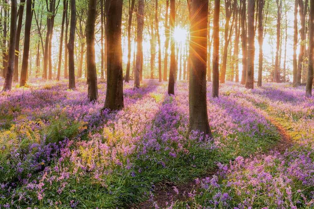 Woodland forest with trees and purple wildflowers, sun peeking through the trees