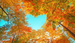 Looking at up at the top of the trees in a forest; leaves are orange and yellow with the shape of a heart showing