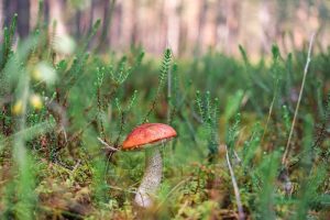 Woodland area, showing grass and a red-capped mushroom