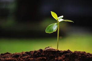 Small planting beginning to grow in the dark earth; green burial concept