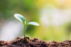 Green plant growing out of soil