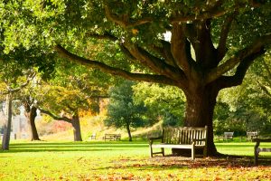 Park bench under a large, full tree; location option for a memorial service