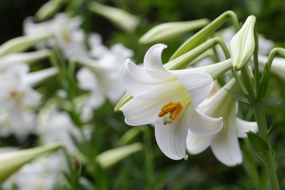 flowers that symbolize death