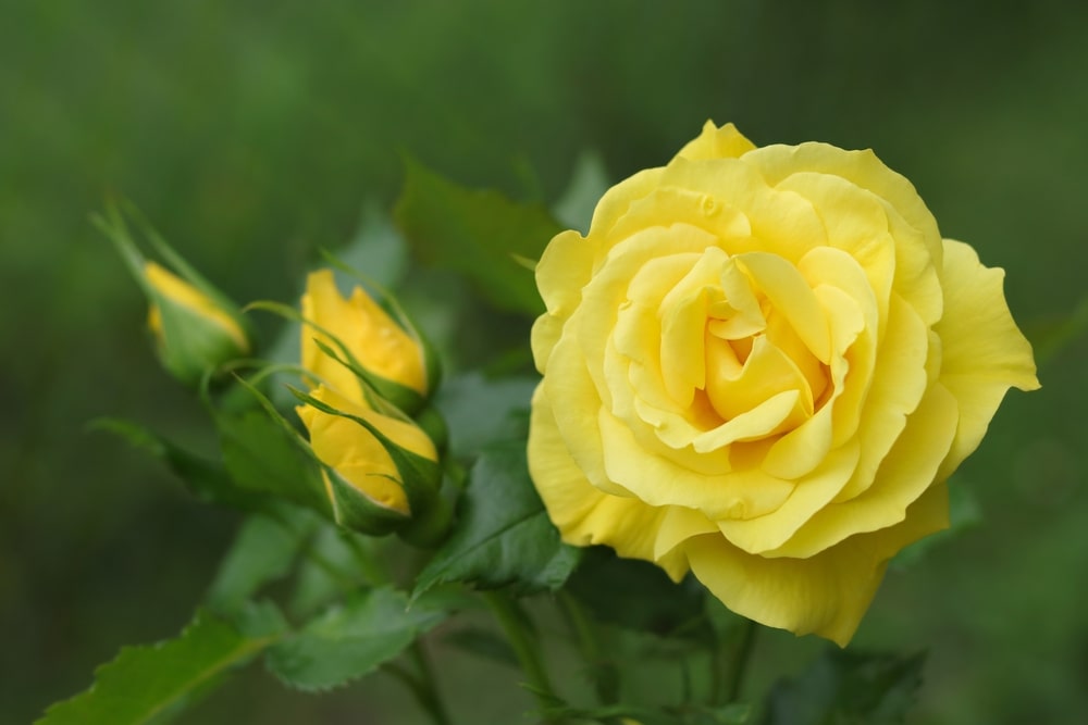 large blooming yellow rose next to three yellow buds