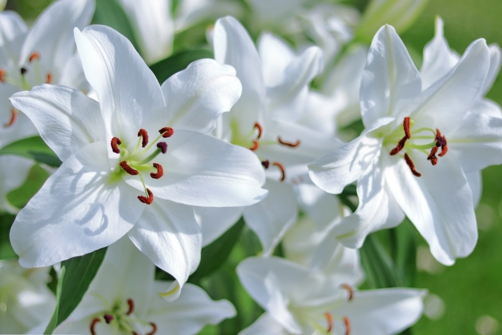 group of white lilies