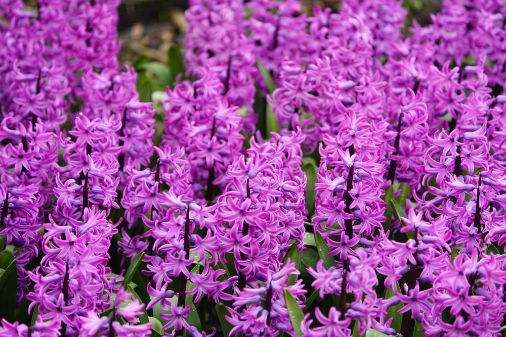 field of purple hyacinths