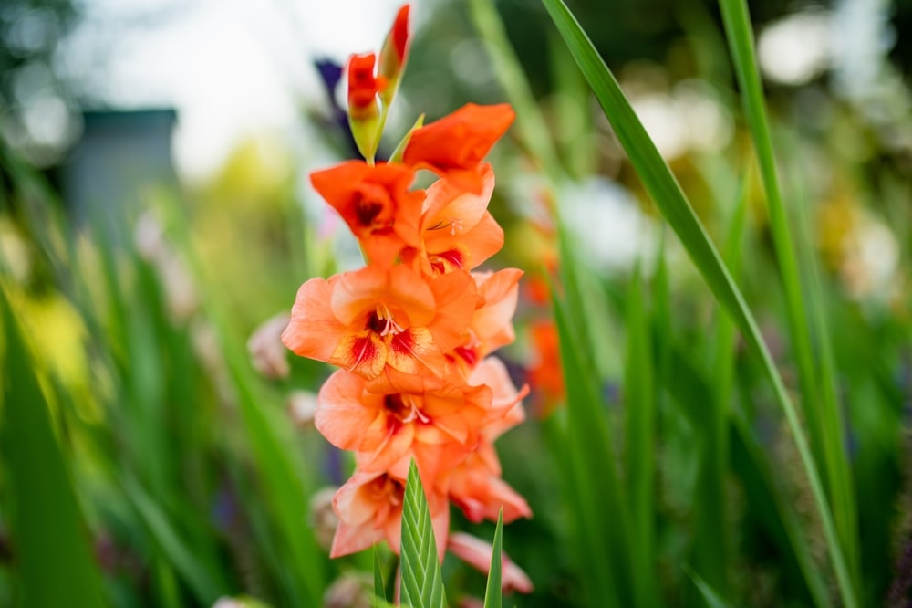 light orange gladiolus flower
