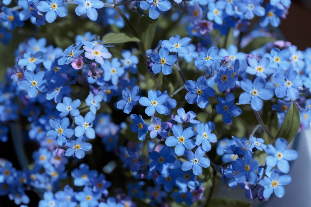group of light blue forget-me-not flowers