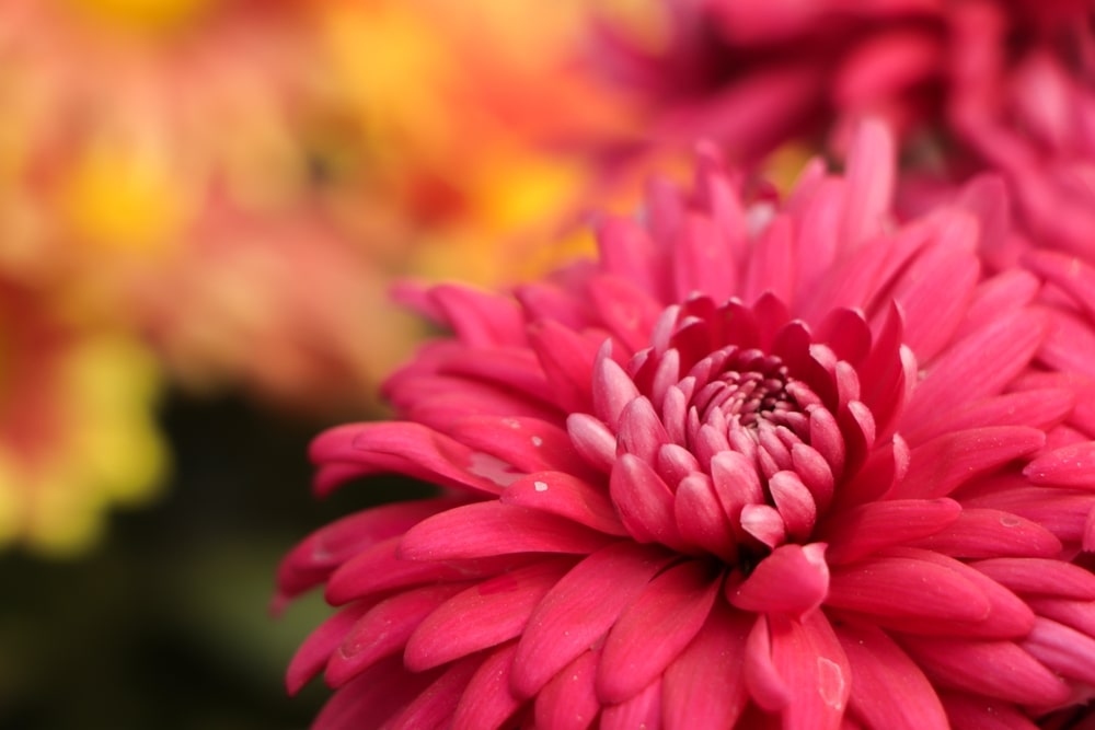 Bright pink chrysanthemums