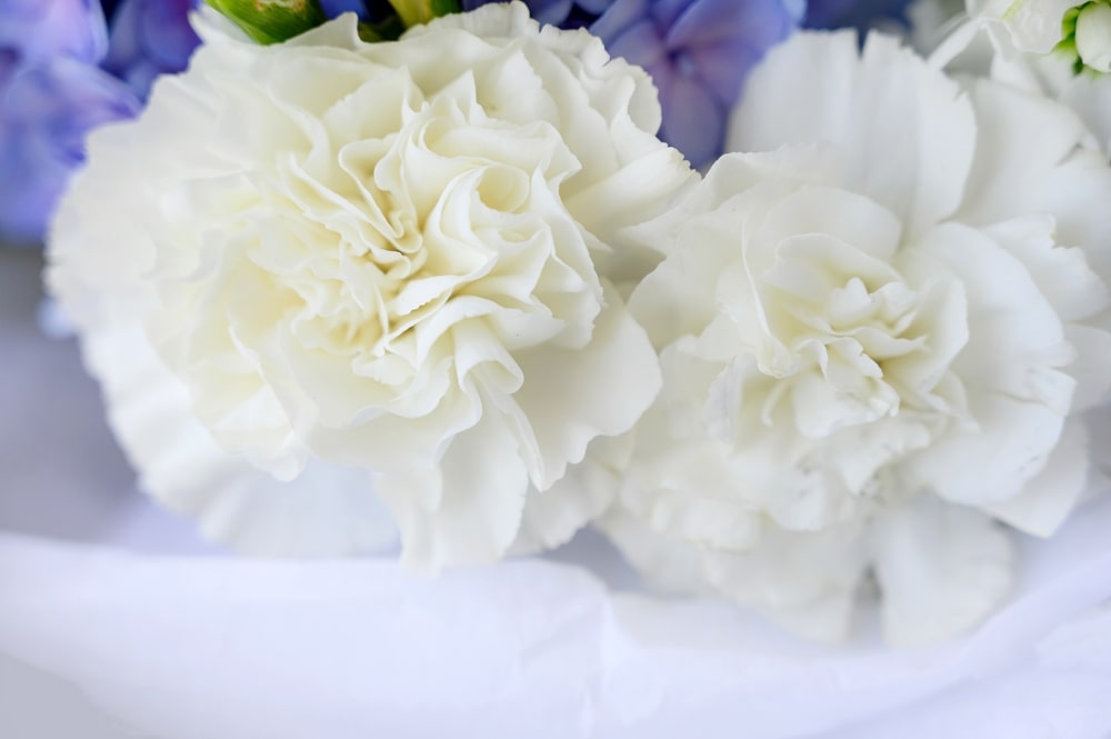 White carnations on a table