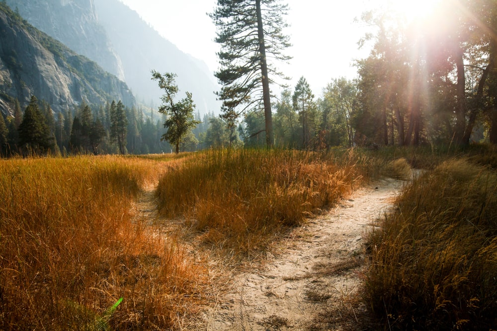 Two paths in a field splitting in different directions with pine trees and mountains in the background