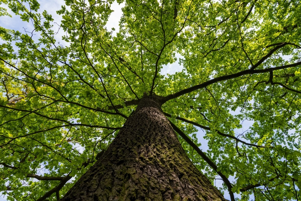 Close up of a tall tree trunk with branches and green leaves spreading overhead