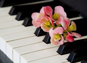 Pink and yellow flowers resting on a piano keys