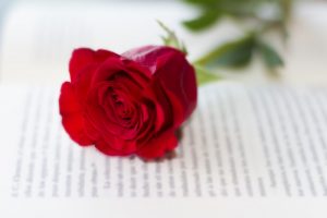 A red rose resting on open book pages