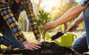 Two people work together to plant a young tree in dark soil