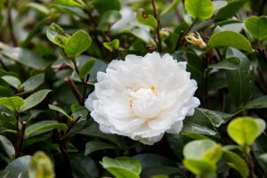 White camellia flower in bush