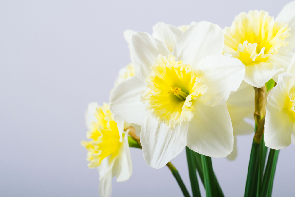 DAFFODIL MONTH By Jennie Ivey