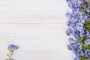 Blue forget me not flowers on white background