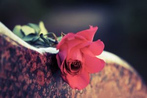 Red rose on grave marker