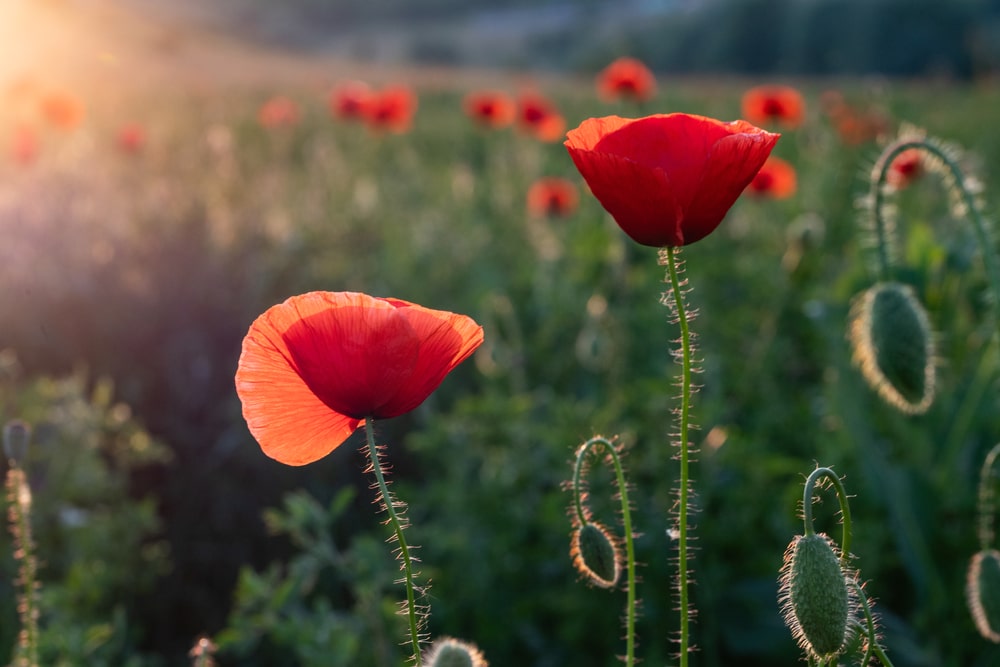 Practicing Remembrance & Gratitude During Times of Grief
