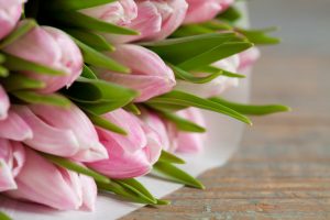 Beautiful pink tulips