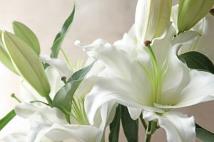 Close-up of white Easter lilies