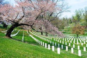 Shows a view of graves at Arlington National Cemetery with cherry blossom trees
