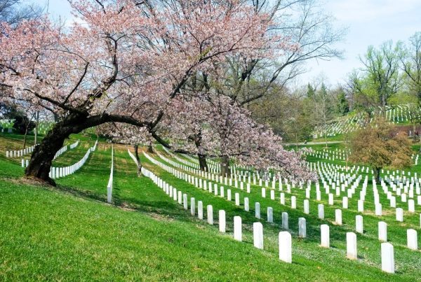 Shows a view of graves at Arlington National Cemetery with cherry blossom trees