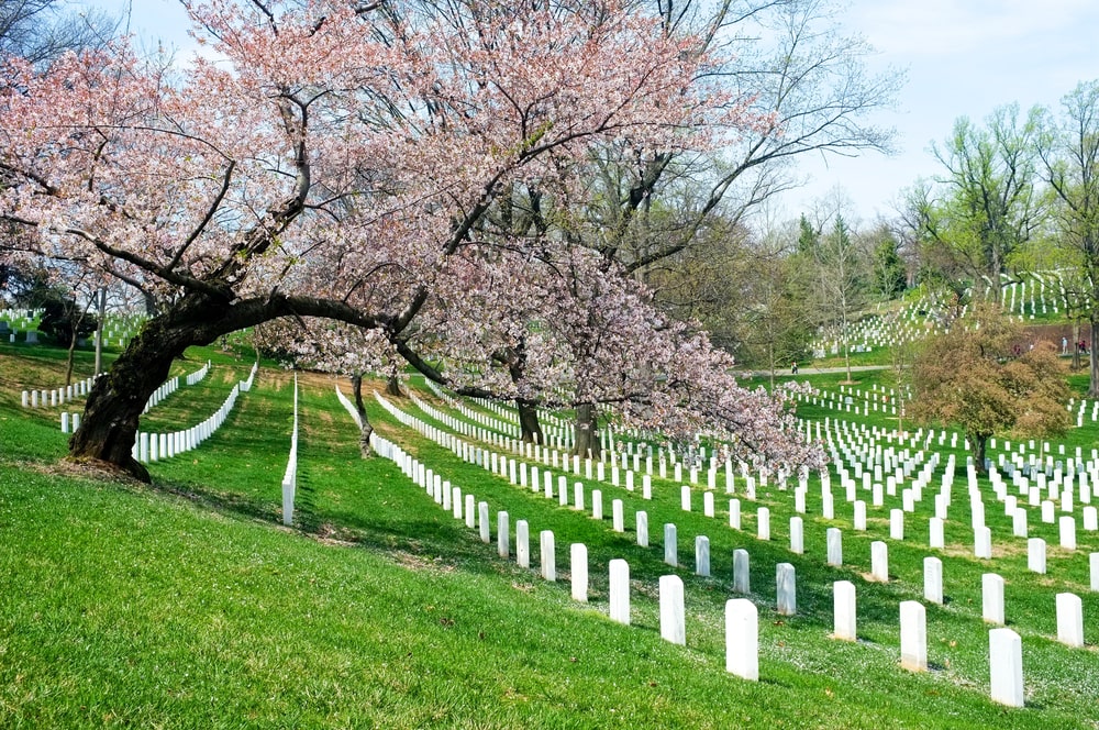 Shows a view of graves at Arlington National Cemetery with cherry blossom trees