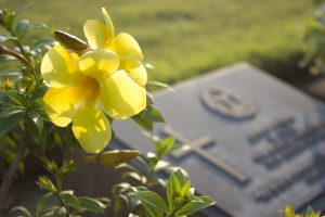 yellow spring flower by headstone