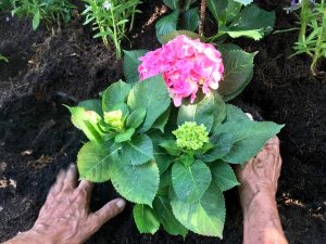 older person planting a pink hydrangea outside