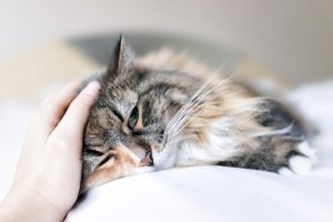 Fluffy calico cat lays on a bed and receives pets from its owner