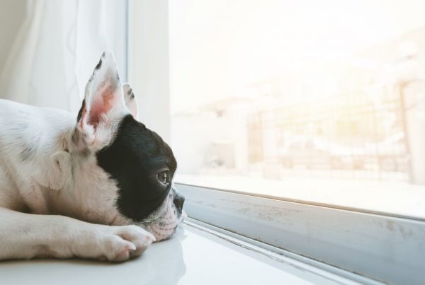 Black and white French bulldog looking out the window
