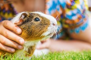 guinea pig standing in grass