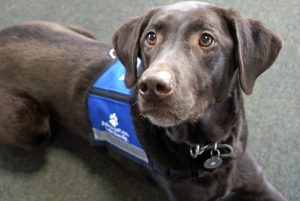 brown dog with therapy dog vest