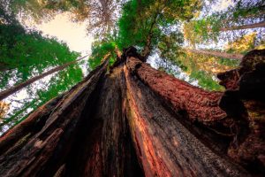 Redwood National Park, California