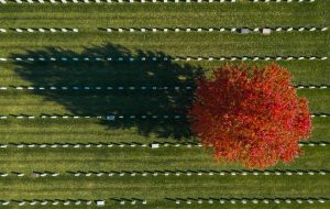 Aerial view, looking down at military cemetery and tree in fall bloom