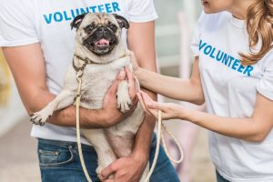 Two volunteers holding a pug at an animal shelter