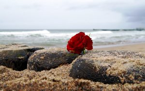 Red rose sitting on sandy rock at beach