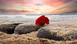 Red rose on a sandy beach with a pink sunrise in the background