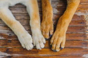Focus on the front paws of two dogs