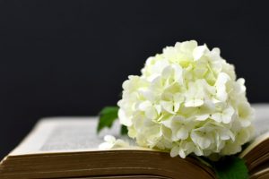 White chrysanthemum resting in an open book