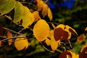Leaves from yellowwood tree