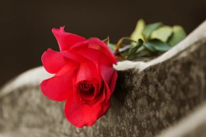Close-up of red rose resting on a grave marker