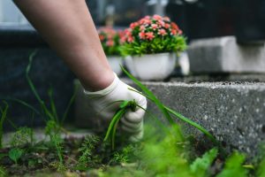 Person pulling weeds around a grave