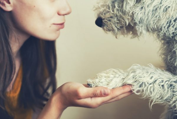 Close-up of white wiry dog placing paw in young woman's hand