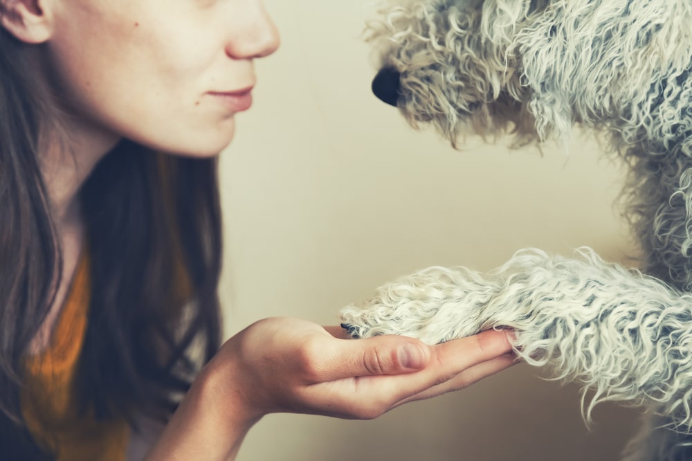 Close-up of white wiry dog placing paw in young woman's hand