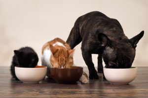 Two cats and a black dog all eating with faces in food bowl